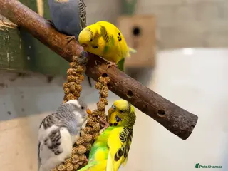 Budgerigars birds Male budgie - Advert 1