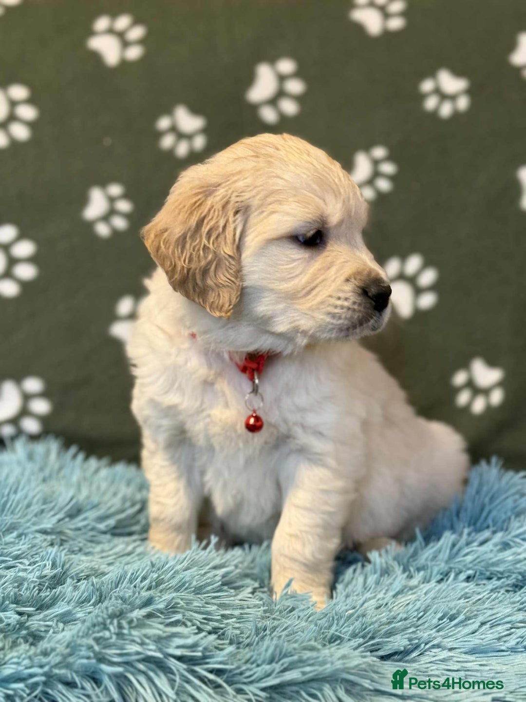 Golden Retriever dogs for sale: Stunning health tested Golden Retriever Puppies  - Advert 4