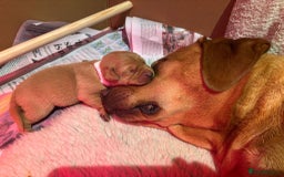 Labrador Retriever dogs for sale: Stunning fox red labrador puppies for sale - Image 4