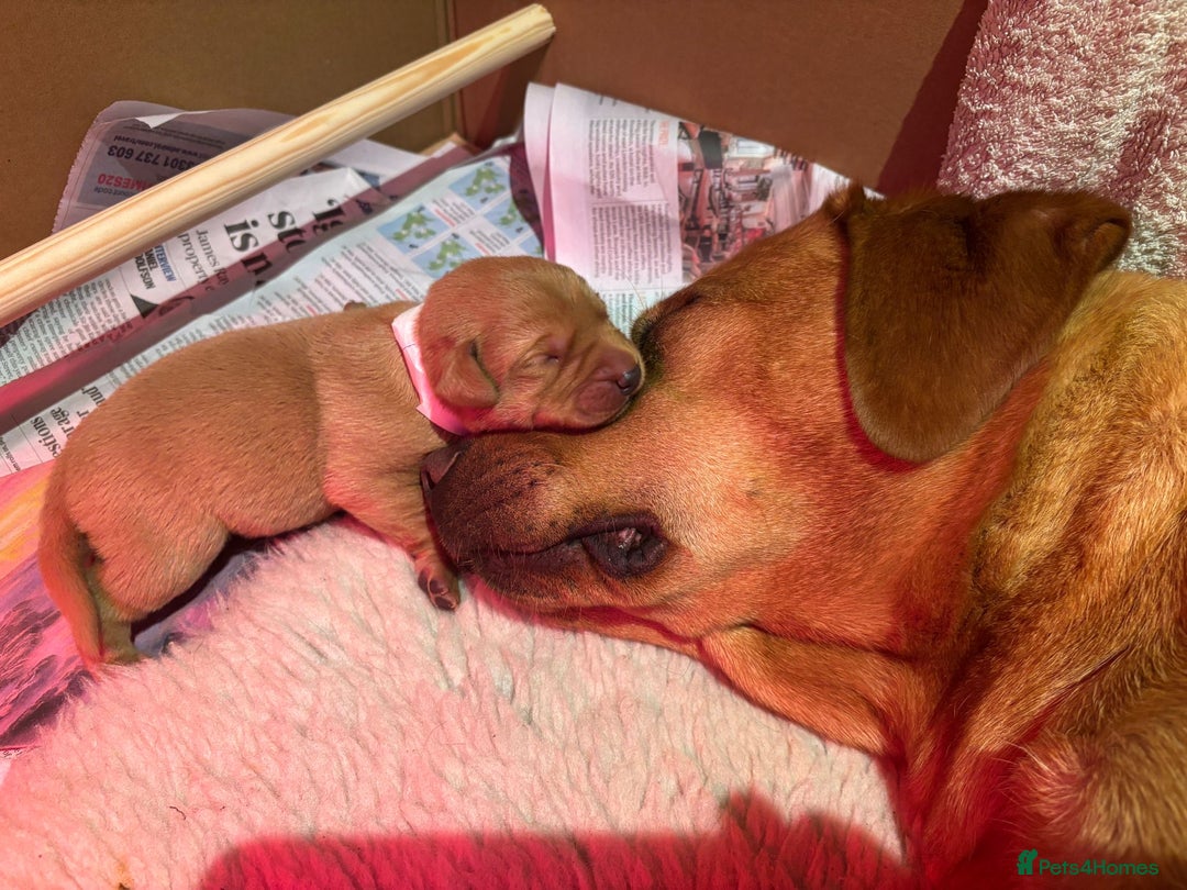 Labrador Retriever dogs for sale: Stunning fox red labrador puppies for sale - Image 4