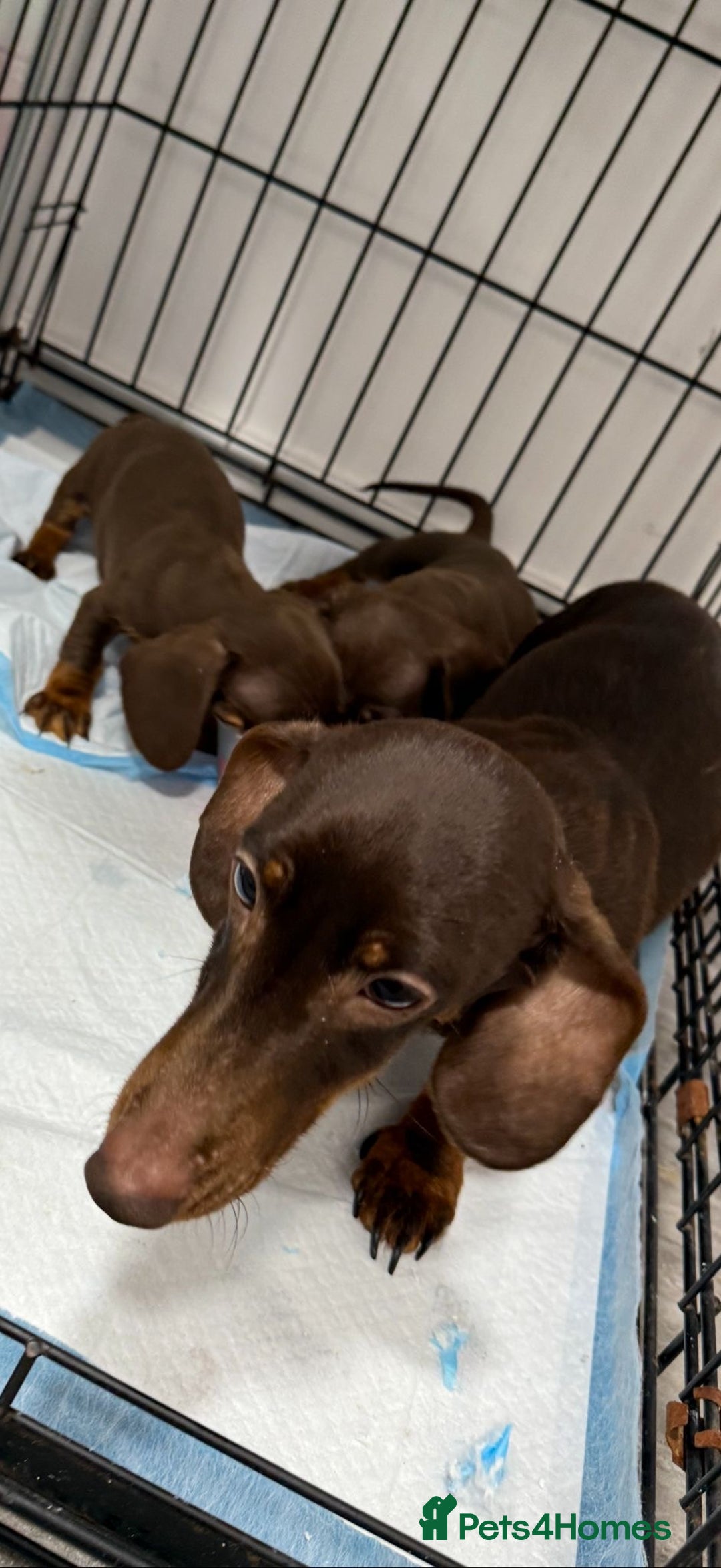 Miniature Dachshund dogs for sale: Miniature dachshunds. - Advert 4