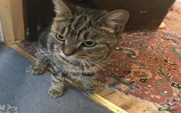 Mixed Breed cats for adoption: KENYA - Image 6