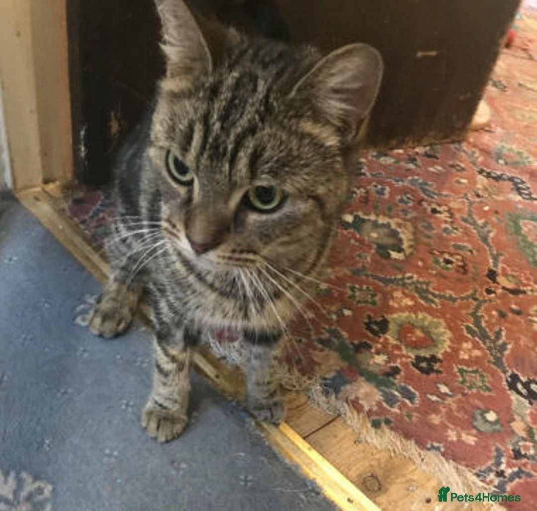 Mixed Breed cats for adoption: KENYA - Image 6