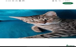 Bengal cats for sale: TWO Beautiful kittens of JOY remaining! - Image 17