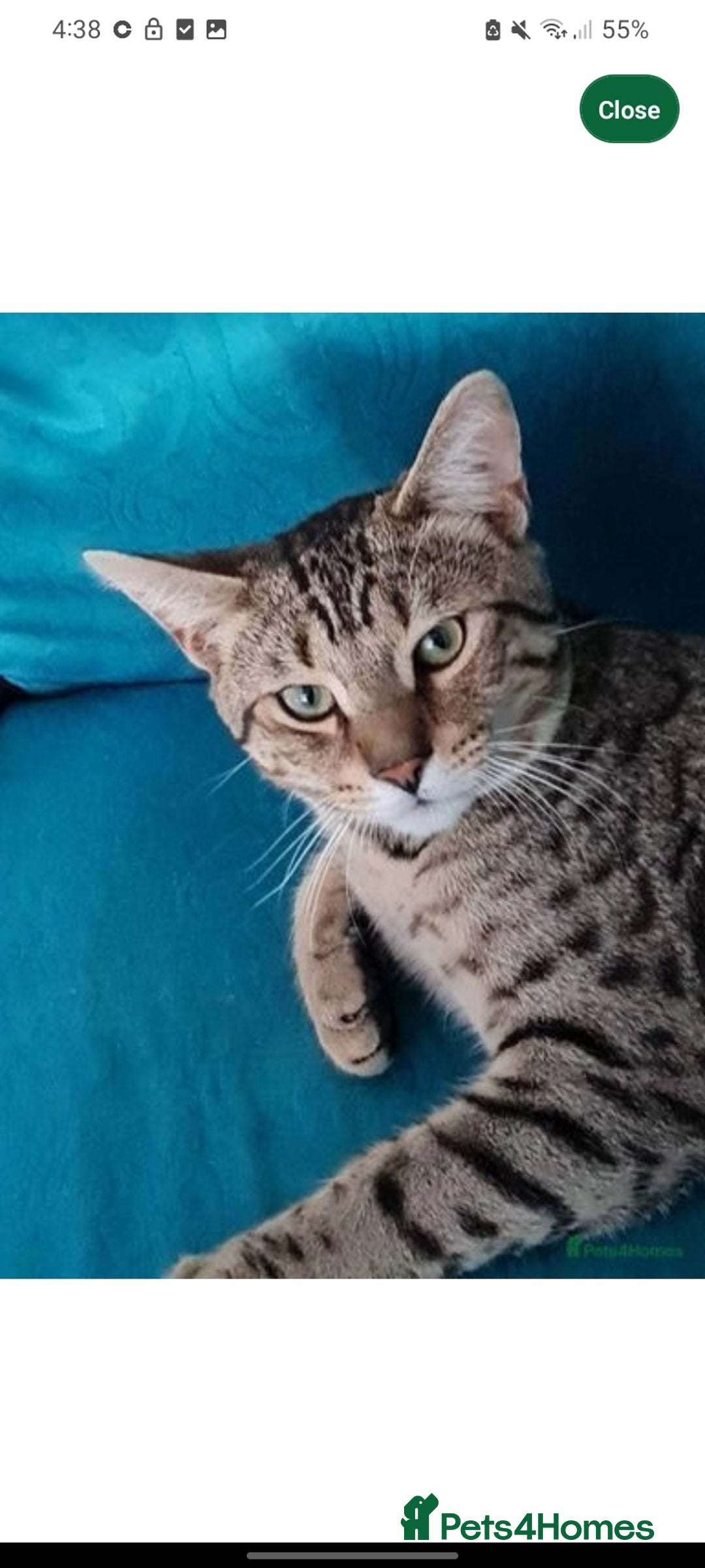 Bengal cats for sale: TWO Beautiful kittens of JOY remaining! - Image 17
