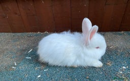 Angora rabbits for sale: Full faced angoras  - Image 4