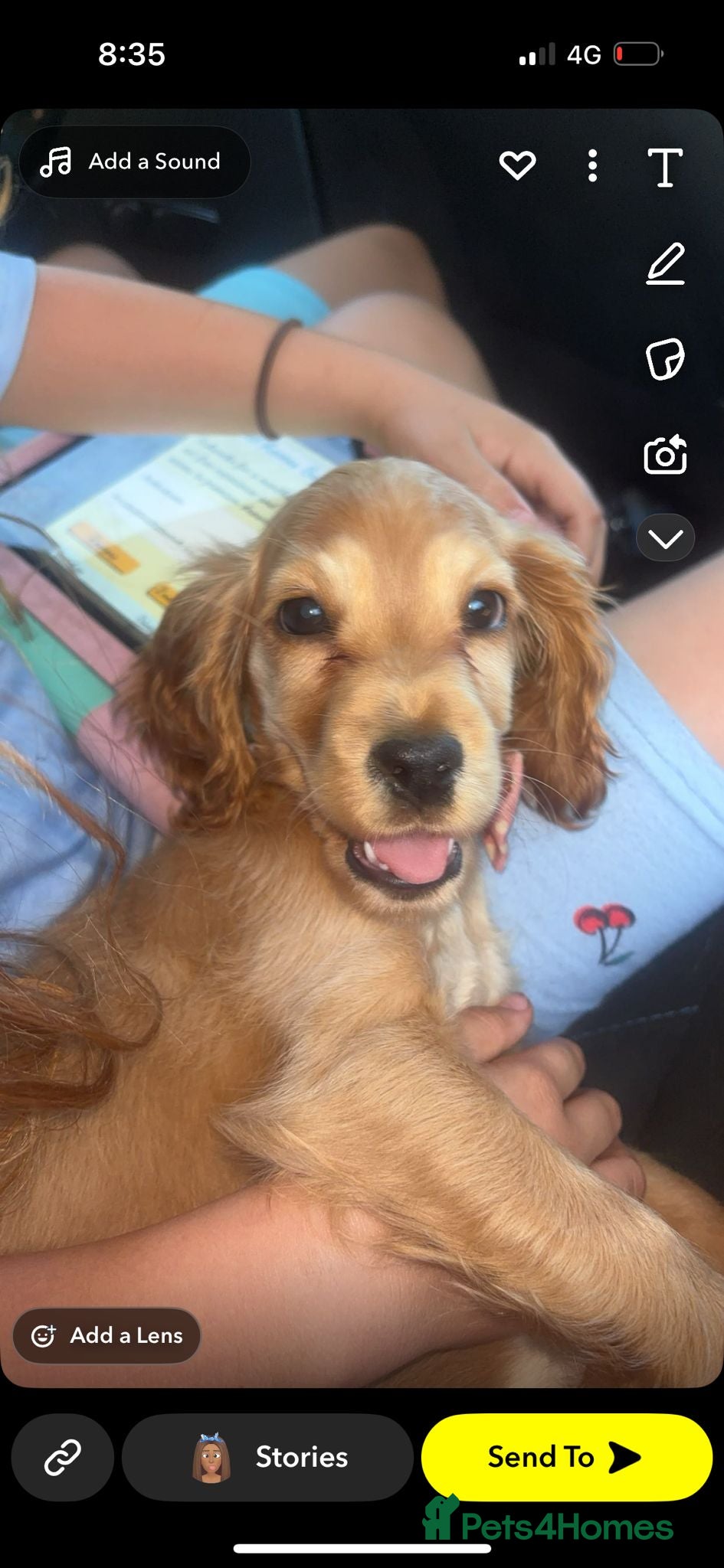 Cocker Spaniel dogs Show type cocker spaniel girl - Advert 3