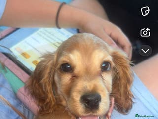 Cocker Spaniel dogs Show type cocker spaniel girl - Advert 18