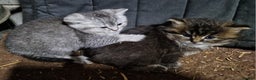 Mixed Breed cats for sale: British Shorthair mixed breed - Advert 7