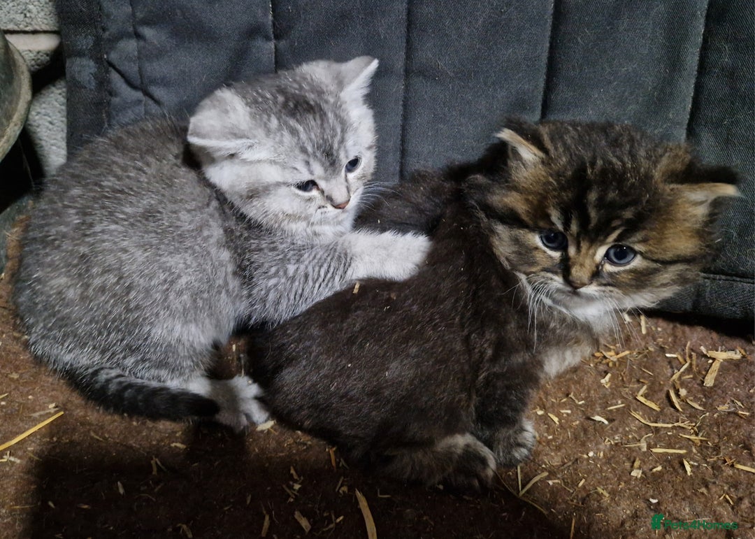 Mixed Breed cats for sale: British Shorthair mixed breed - Advert 7