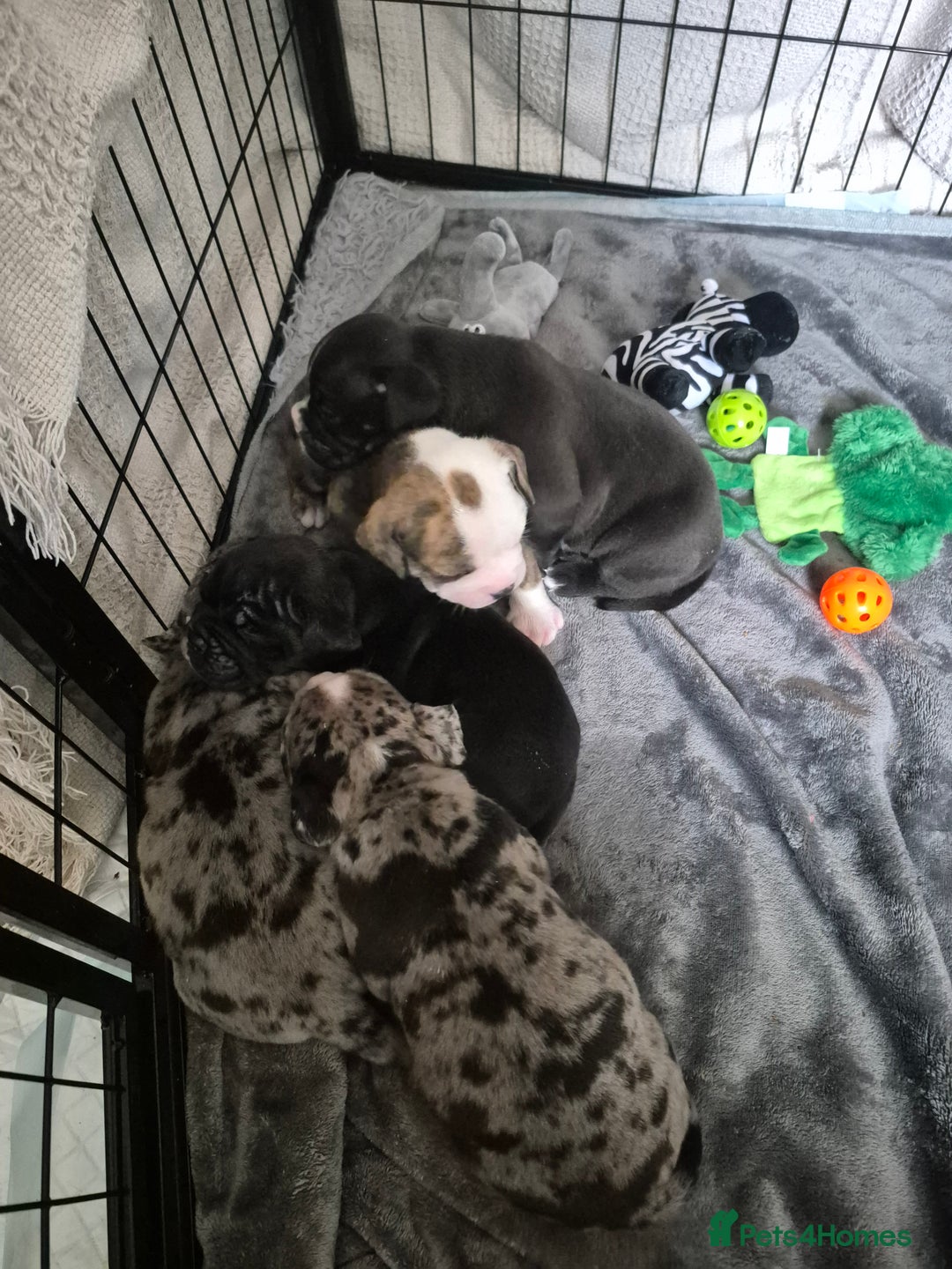 Olde English Bulldogge dogs for sale: STUNNING LITTER OF OLD ENGLISH BULLDOGS 😍  - Image 5