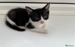 Mixed Breed cats for sale: Mixed breed kittens  - Image 28