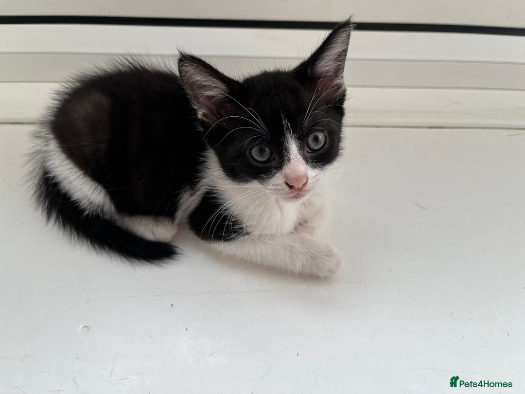 Mixed Breed cats for sale: Mixed breed kittens  - Image 28