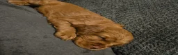 Cocker Spaniel dogs for sale: Cocker Spaniel Puppies - Advert 21