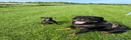 Rottweiler dogs for sale: Exceptional Male Rottweiler // Family Companion - Advert 5