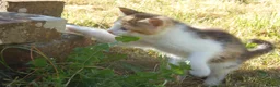 Mixed Breed cats for sale: Gorgeous Kittens Ready Now - Advert 11