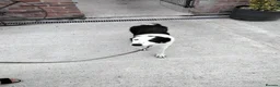 Border Collie dogs for sale: Border collie  - Advert 5
