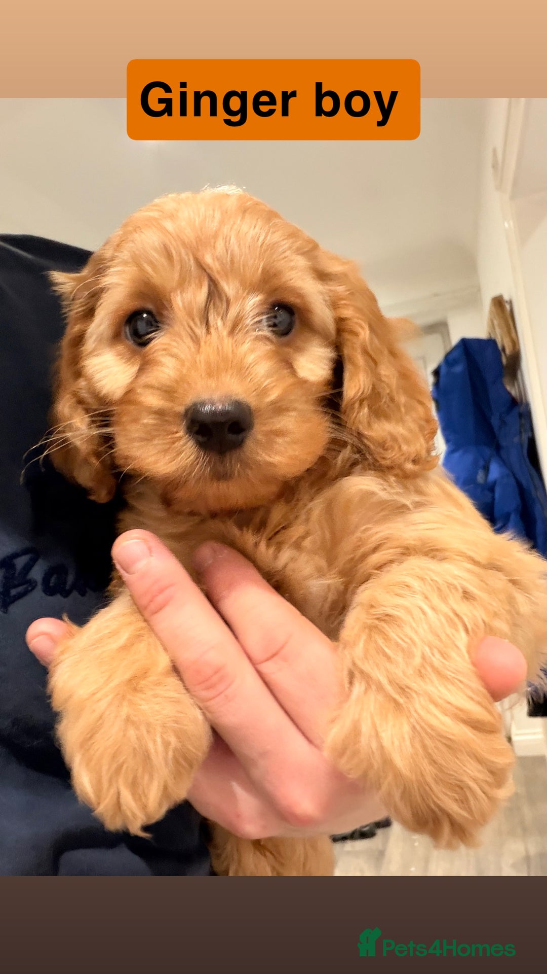 Cockapoo dogs for sale: Miniature Cockapoos  - Advert 1