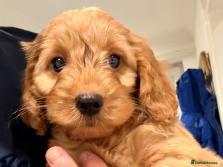 Cockapoo dogs Miniature Cockapoos - Advert 6