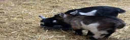Goats livestock for sale: Pedigree pygmy Goat kids - Advert 5