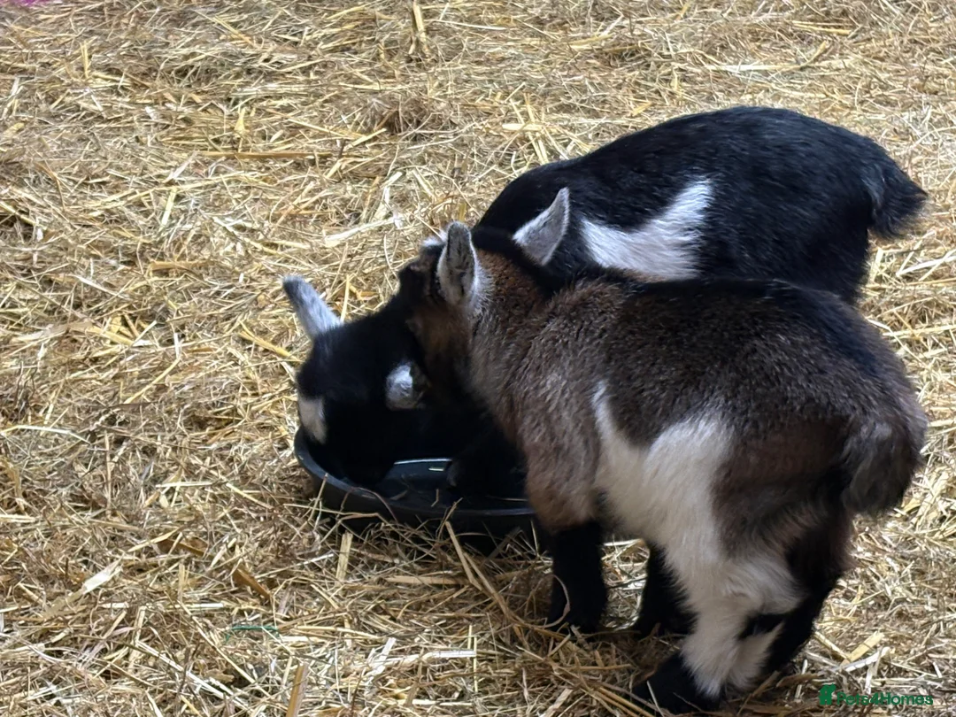 Goats livestock for sale: Pedigree pygmy Goat kids - Advert 5