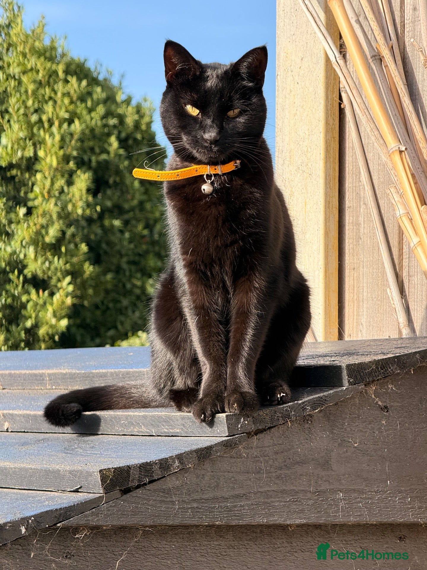 Mixed Breed cats Pure black mixed breed for rehoming  - Advert 3