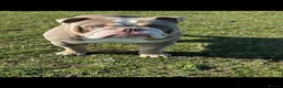 English Bulldog dogs for stud: Bull dog for stud  - Advert 2