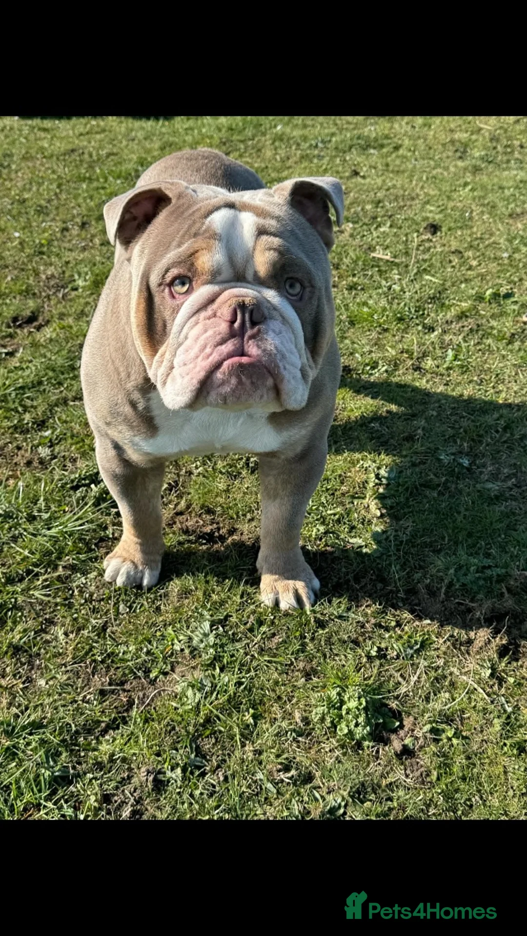 English Bulldog dogs for stud: Bull dog for stud  - Advert 2