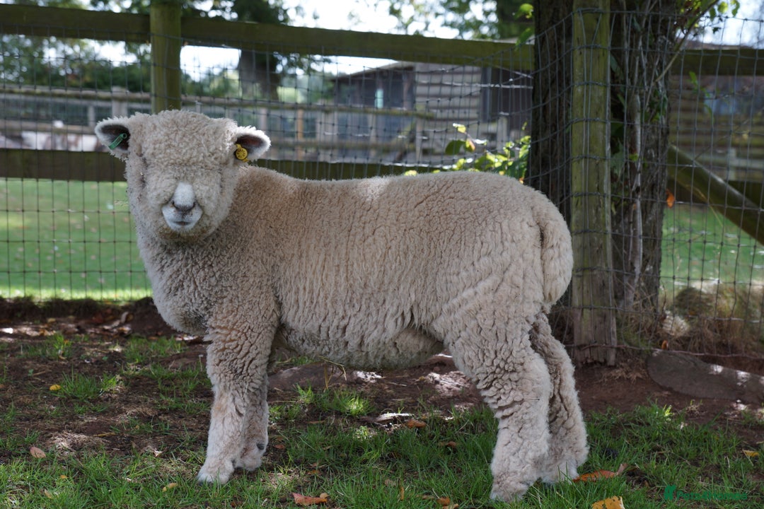 Sheep livestock for sale: Ryeland Ewe and Wether Looking for a Pet Home - Image 1