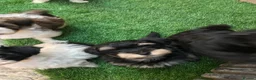 Havanese dogs for sale: Stunning Havanese puppies  in Bournemouth - Advert 8