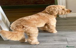 Cockapoo dogs for sale: Arnold needs a New Home! - Image 2