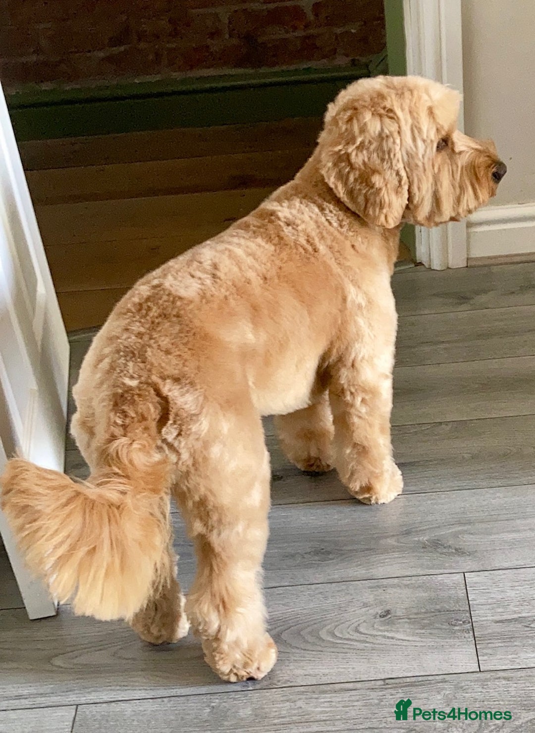 Cockapoo dogs for sale: Arnold needs a New Home! - Image 2