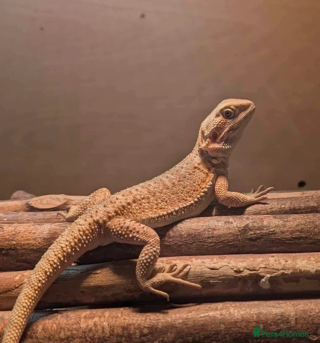 Bearded Dragon reptiles for sale: 2-3 months old red hypo bearded dragon  - Advert 3