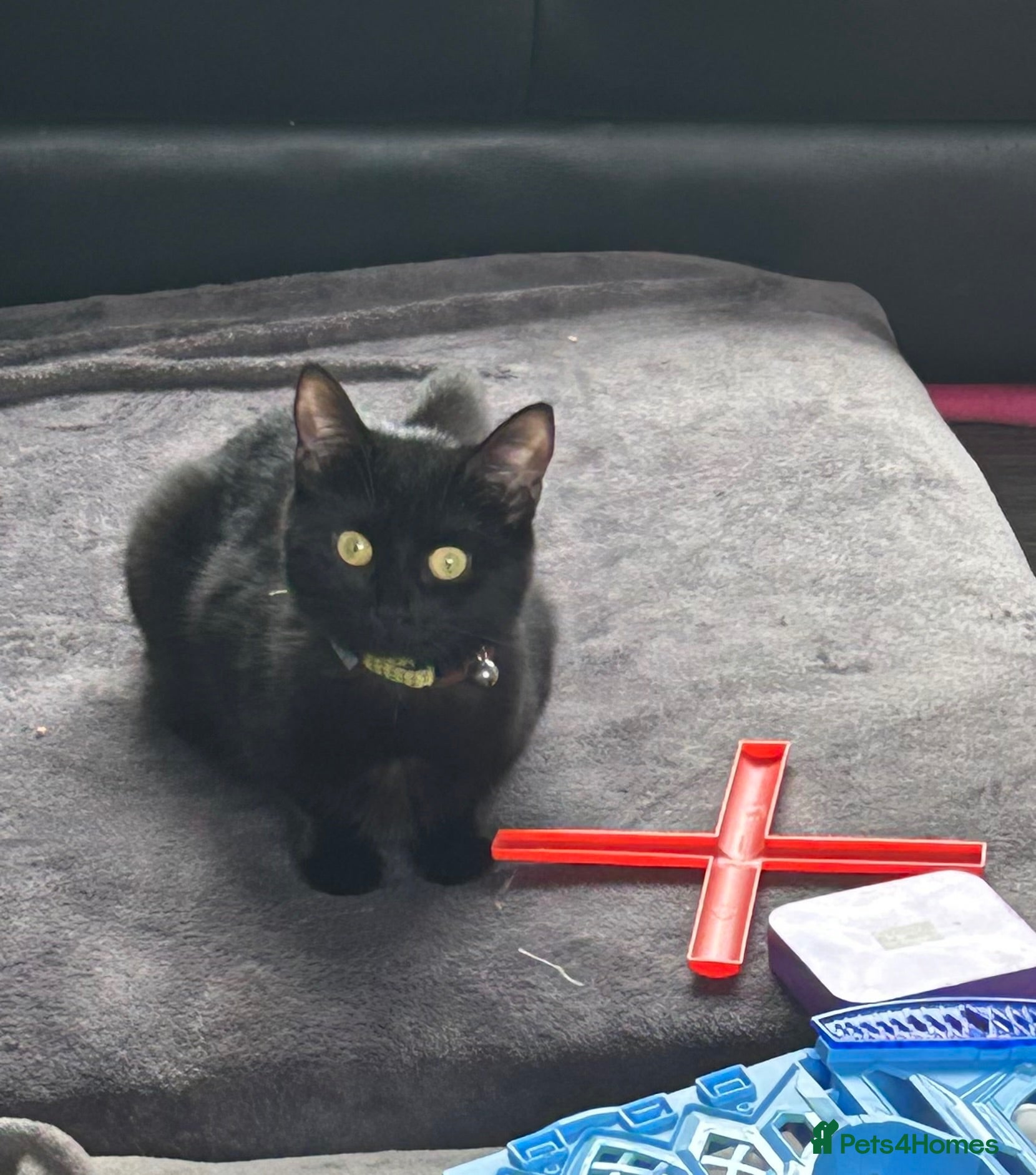 Domestic Shorthair cats Tuxedo Kittens  - Advert 8