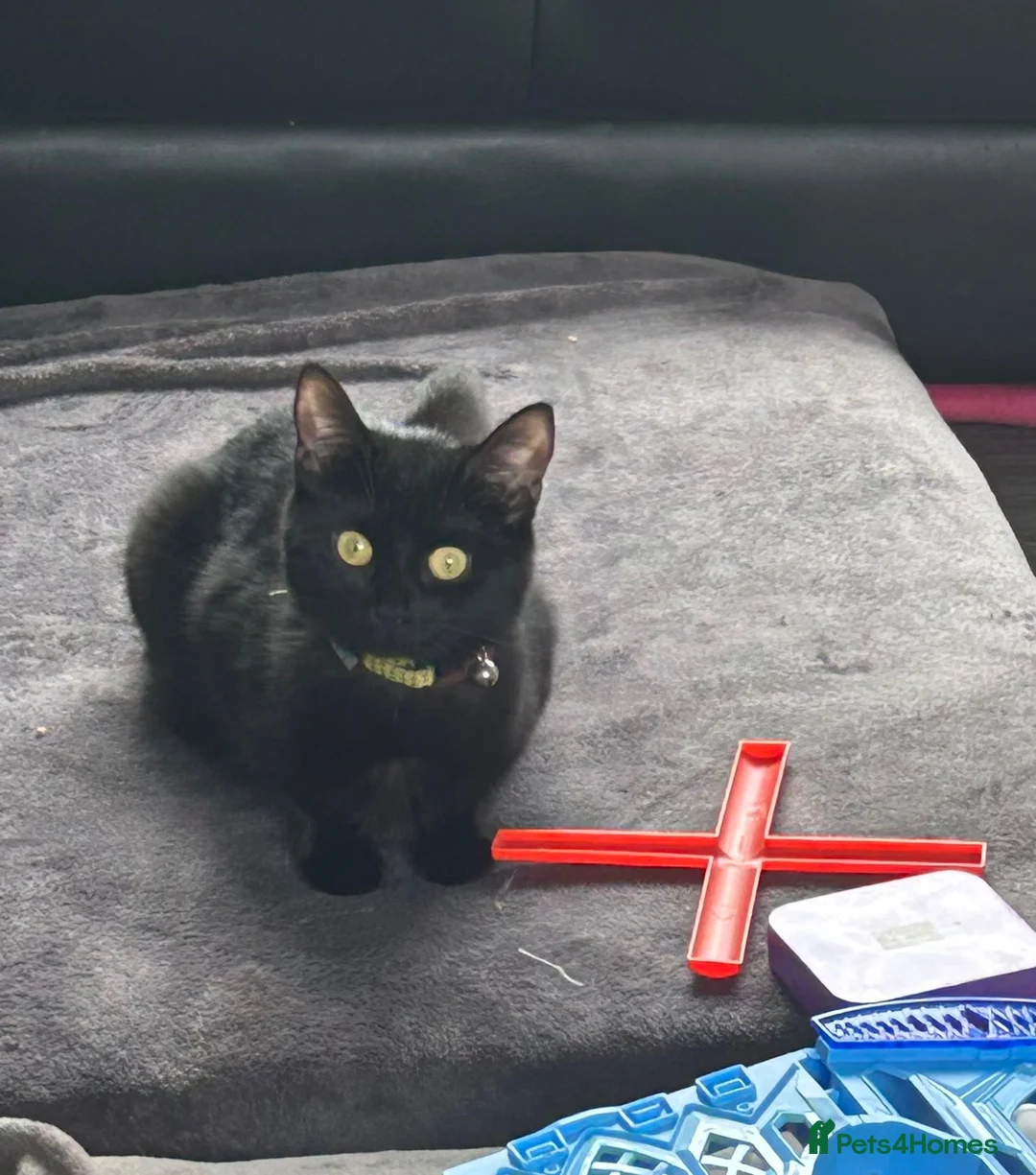 Domestic Shorthair cats for sale: Tuxedo Kittens  in Ripon - Advert 1