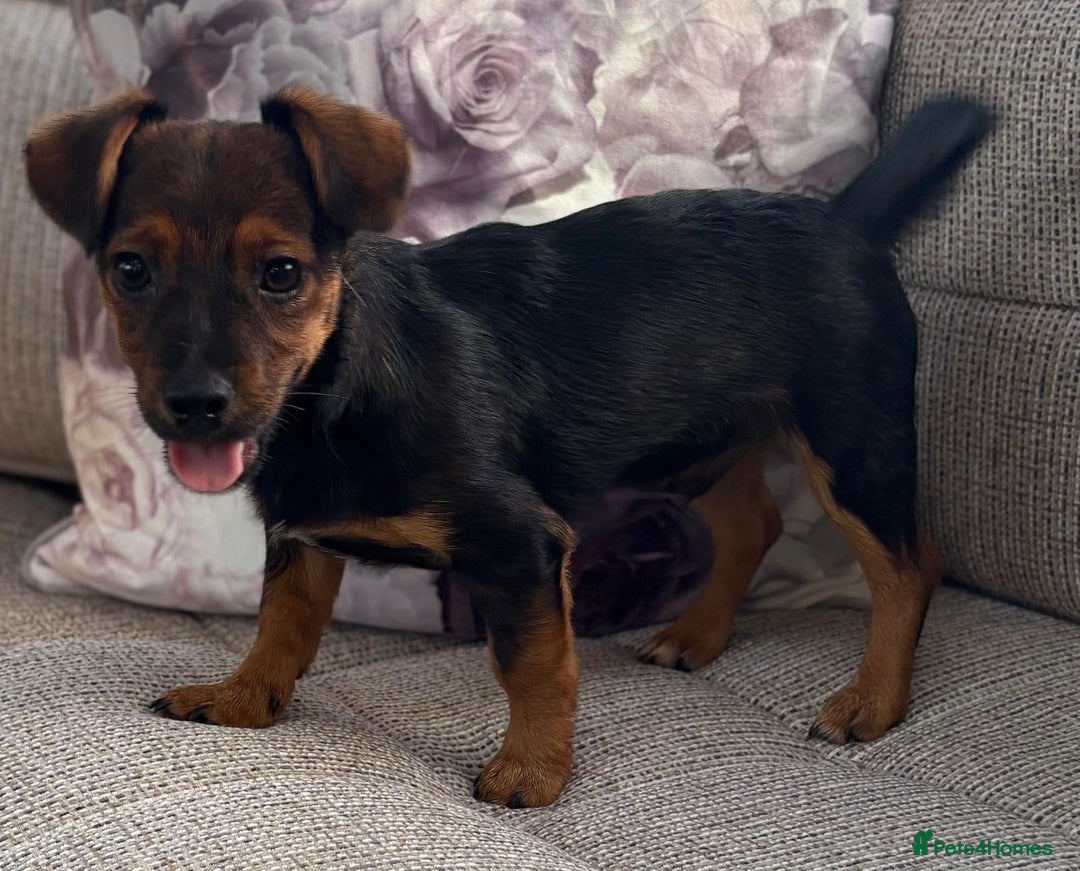 Jack Russell dogs for sale: Traditional Short-legged Jack Russell Boy. - Image 8