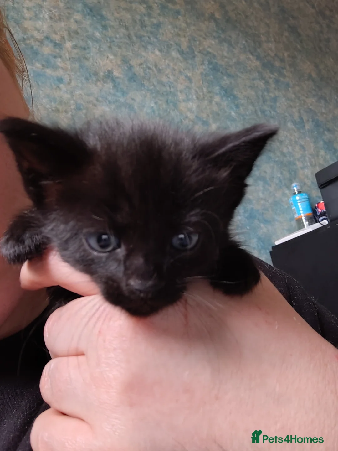 Mixed Breed cats for sale: Kittens  in Liverpool - Advert 5