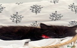 Ragdoll cats for sale: CUTE AND PLAYFUL HALF RAGDOLL KITTENS  - Image 6