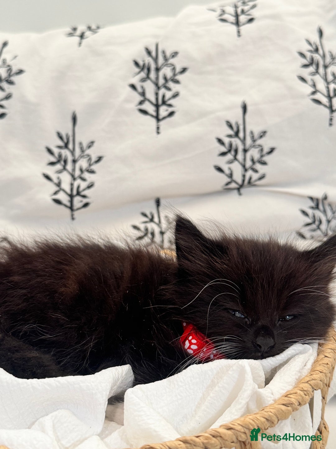 Ragdoll cats for sale: CUTE AND PLAYFUL HALF RAGDOLL KITTENS  - Image 6