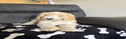 Goldendoodle dogs for sale: Beautiful golden doodle puppies for sale  - Advert 9