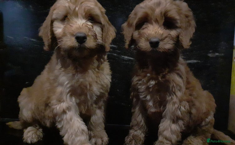 Cockapoo dogs - Advert 1