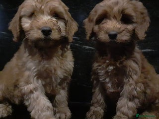 Cockapoo dogs - Advert 3