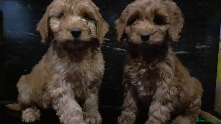 Cockapoo dogs - Advert 5