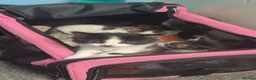 Domestic Shorthair cats for sale: Beautiful long haired tabby kittens  - Advert 14