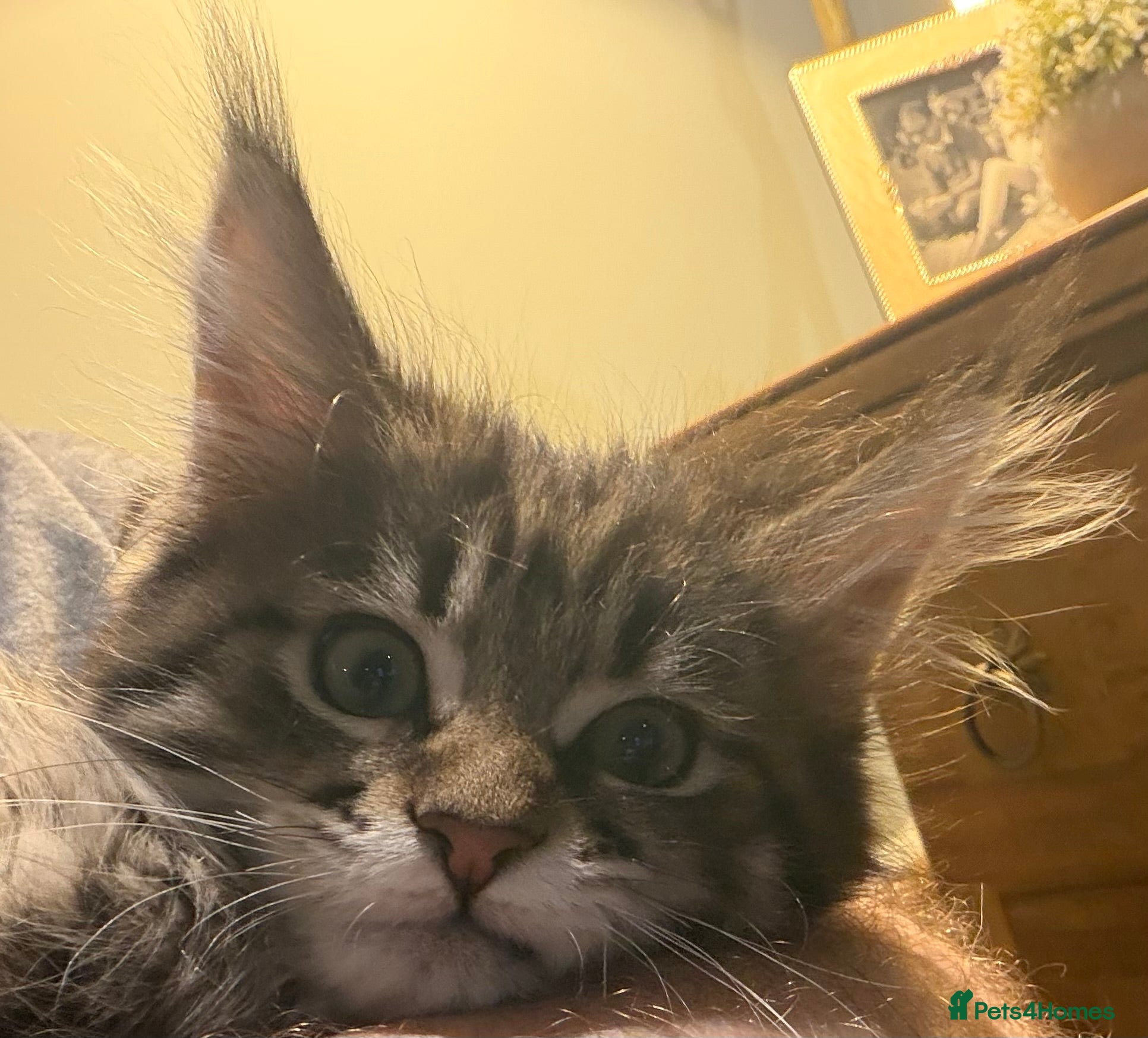 Maine Coon cats Maine coon kitten - Advert 8