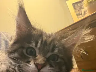 Maine Coon cats Maine coon kitten - Advert 8