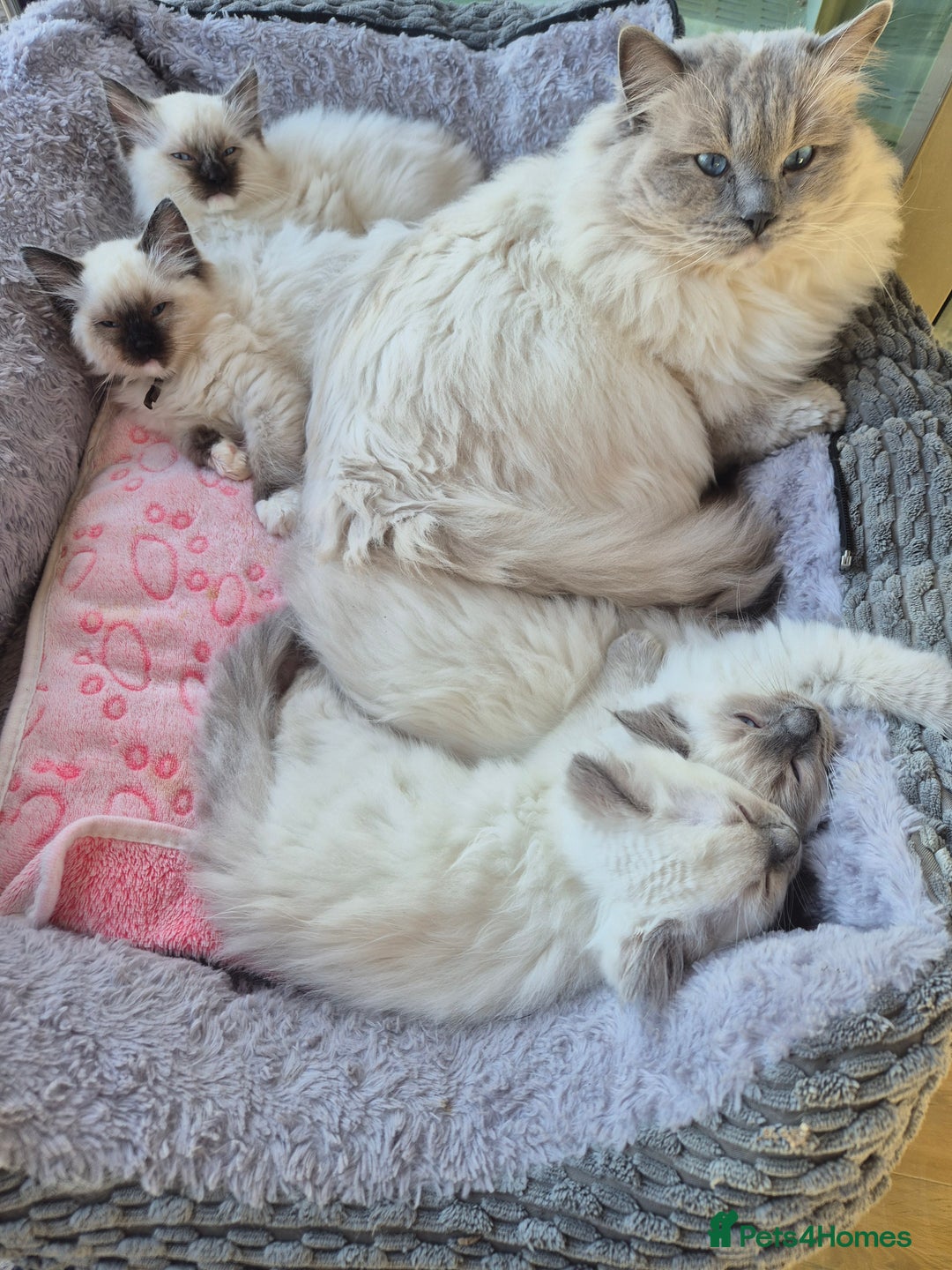Ragdoll cats for sale: Beautiful Ragdoll Kittens, GCCF & Tica Registered - Advert 12
