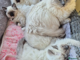 Ragdoll cats Beautiful Ragdoll Kittens, GCCF & Tica Registered - Advert 2