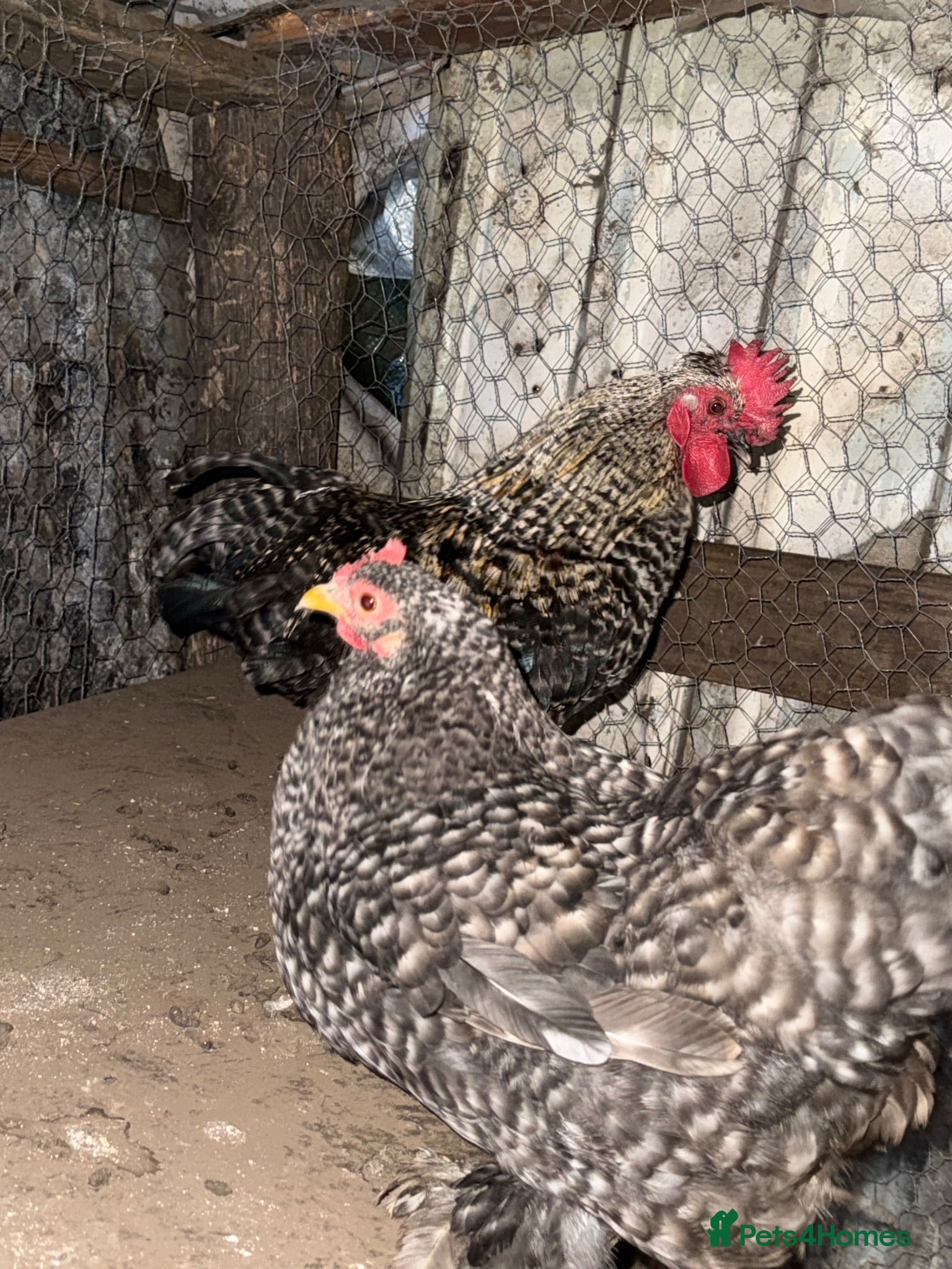 Mixed Breed poultry 3 hen with cockerel and some Muscovy duck  - Advert 14