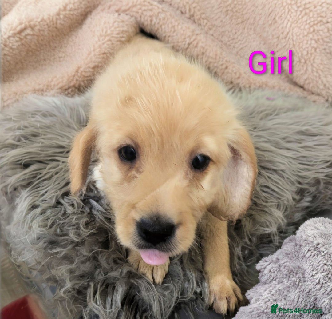 Labradoodle dogs for sale: Miniature F1 Labradoodle Puppies - Advert 7